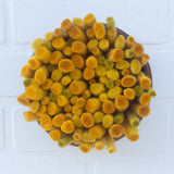 Felted Puff in Vintage Frame | Mustard