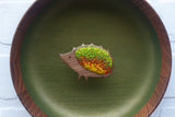 Embroidered Hedgehog in Oversized Teak Frame