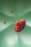 Embroidered Bug with Ruby Jade Antennae | XL Flower Frame