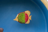 XL Embroidered Fish Sculpture in Light Wood Bowl | Tropical Trio