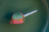 Embroidered Narwhal | Green