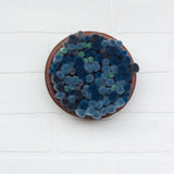 Puff Collection | Felted Blue Wool Fiber Art in Vintage Teak Bowl